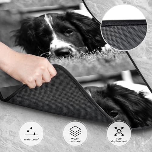 Alfombrillas de coche de Springer Spaniel inglés: evita manchas y suelos sucios 4