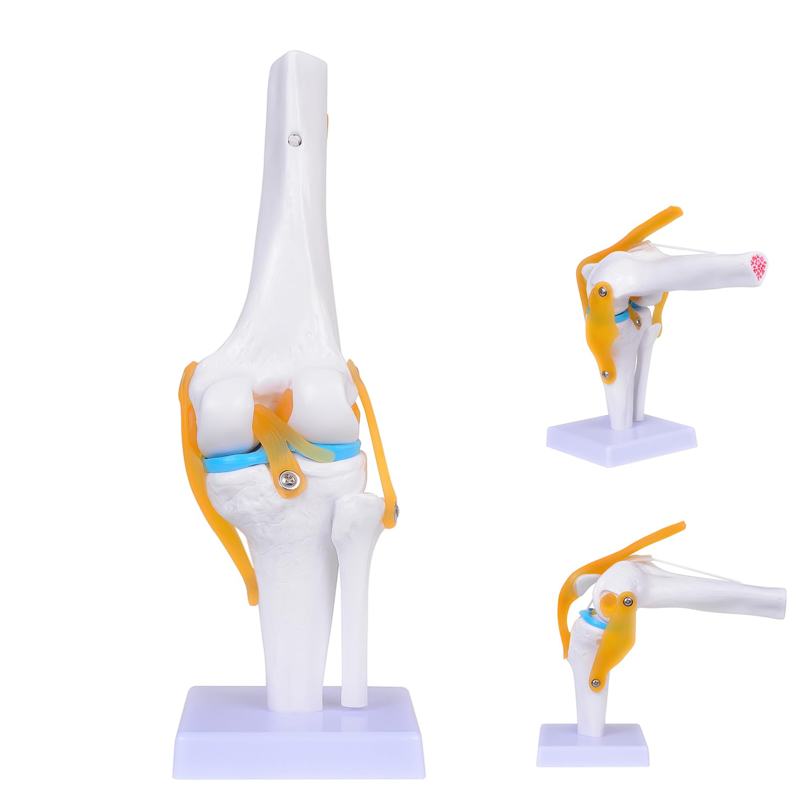 Human Knee Joint Simulation 1:1 Size Model Anatomy Education Model Flexible Knee Skeleton Teaching Mold