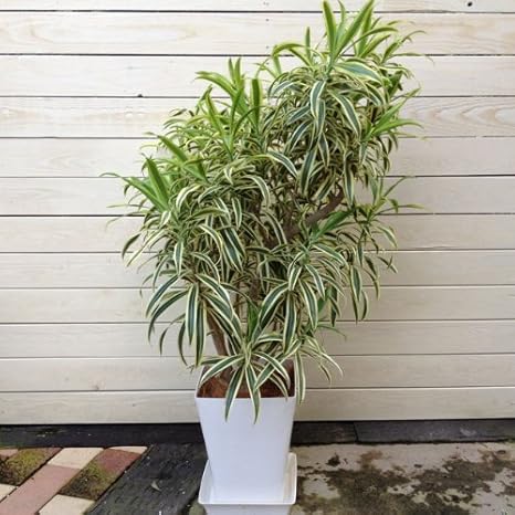 Amazon 観葉植物 ドラセナ レフレクサ ソング オブ インディア 受け皿 シュロ皮付 観葉植物 オンライン通販