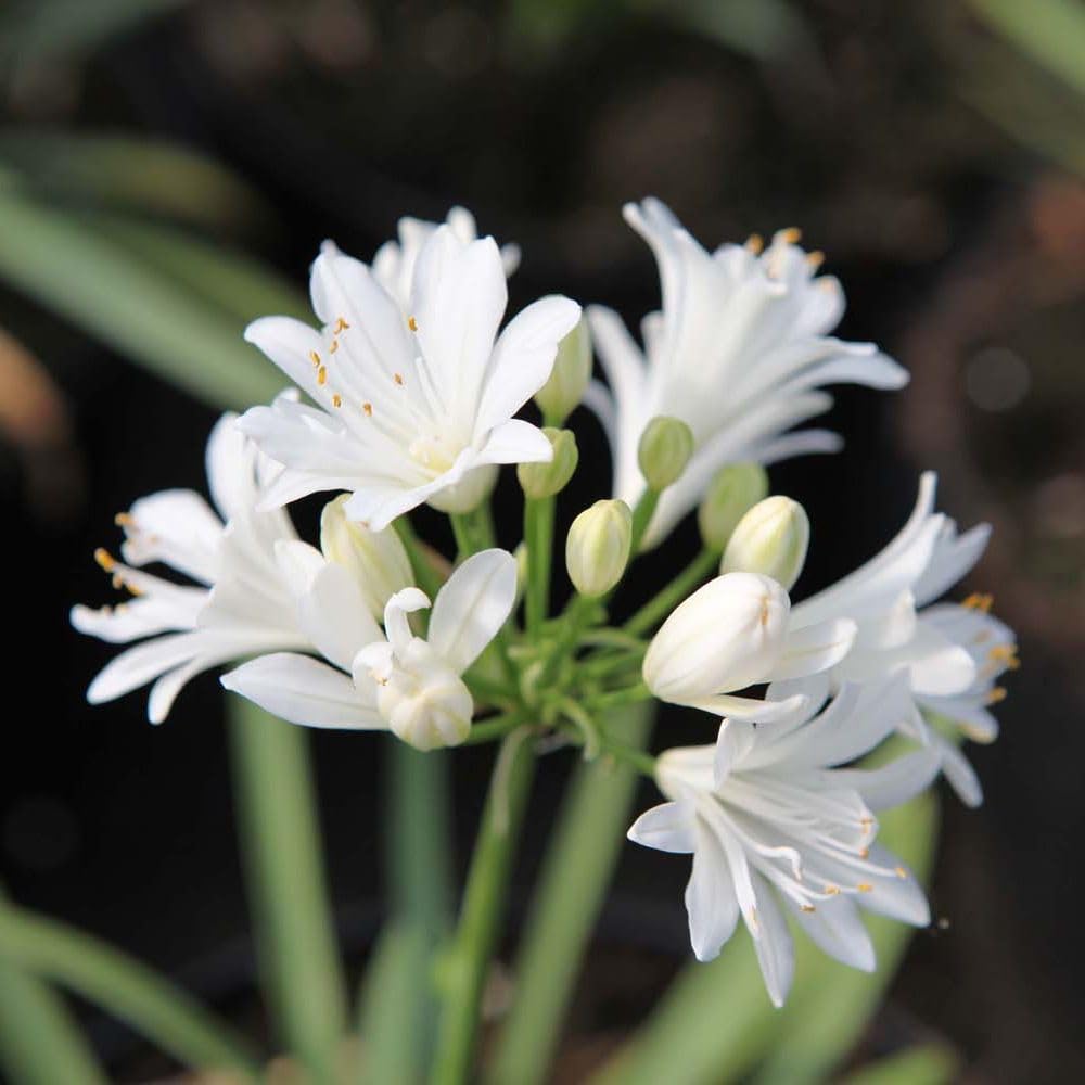 Agapanthus 'Double Diamond' - Dwarf Perennial with White Double Flowers for Borders & Containers | Hardy, Drought-Tolerant African Lily - 1x 9cm Potted Plant by Thompson & Morgan