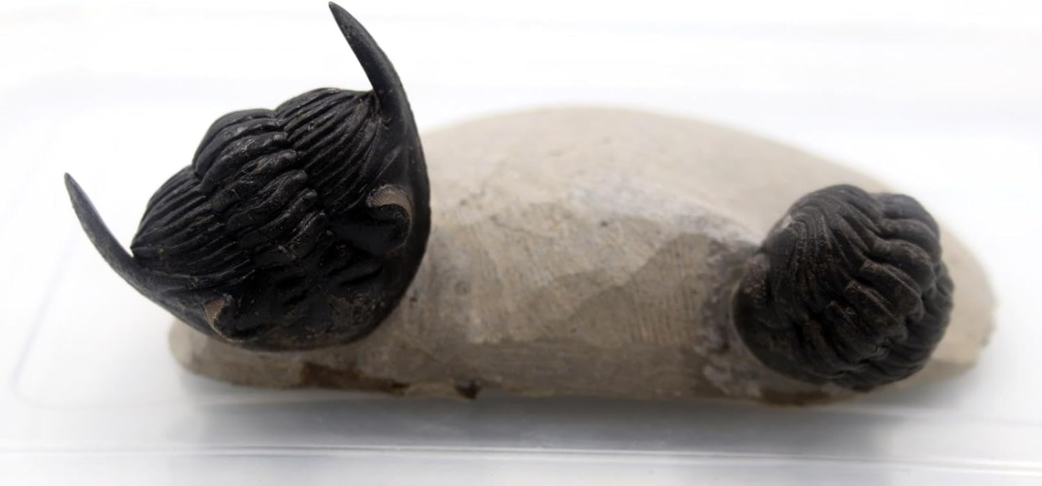 Hollardops & Phacops Trilobite Fossils Morocco #18324