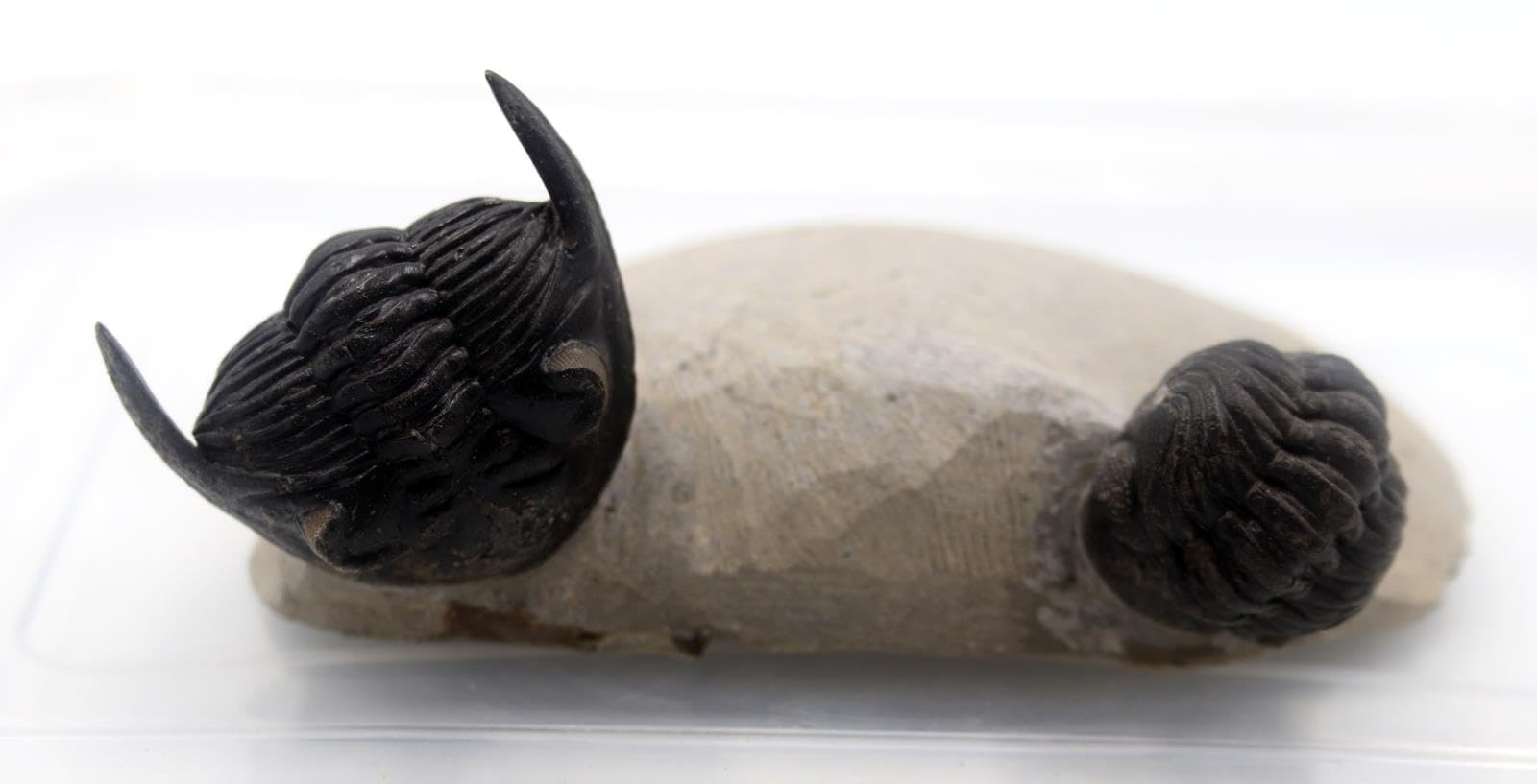 Hollardops & Phacops Trilobite Fossils Morocco #18324