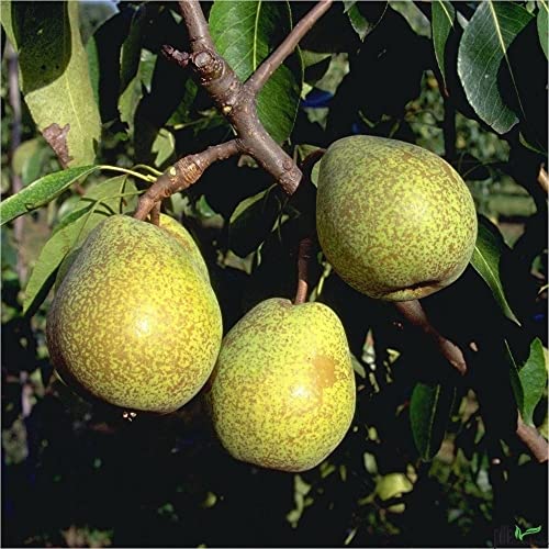Birnenbaum Pyrus communis Köstliche von Charneux selbstfruchtend Liefergröße 120-160 cm | bis zu 600 cm Wuchshöhe und 200 cm Breite | geeignet für Säfte und Frischverzehr uvm