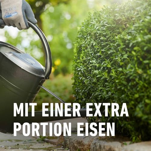 COMPO Buchsbaum- und Ilex Langzeit-Dünger, Für Buchsbäume, Stechpalmen und Hecken, Umweltschonendere...
