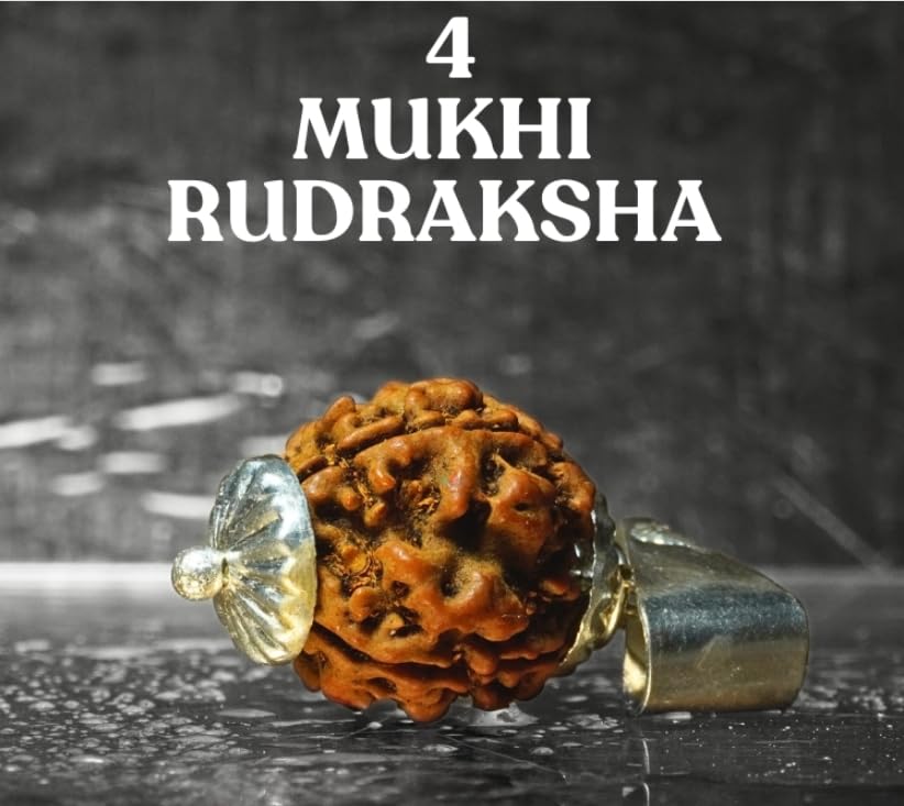 4 Mukhi Rudraksha Original Certified Nepali Char Mukhi चार मुखी रुद्राक्ष 2