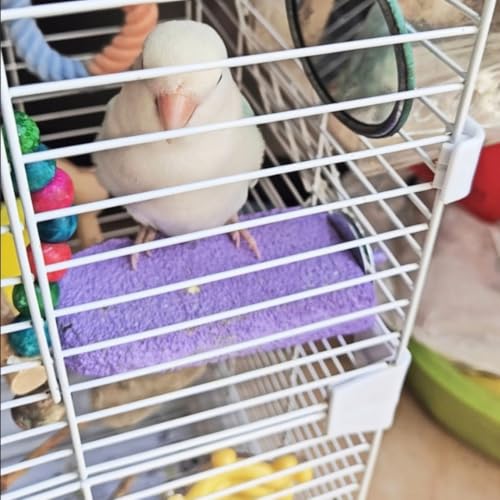 Image of Bird Perch Grinding Stand - Ideal for Small & Medium Birds Like Parrots, Budgies, and for Chinchillas, Hamsters. Great for Beak & Teeth Grinding, Climbing & Jumping (Purple, L)