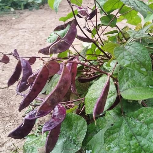 450 piezas semillas de tirabeques organicas - resistentes al exterior, de interior jardin semillas organicas jardin balcon decoracion balcones