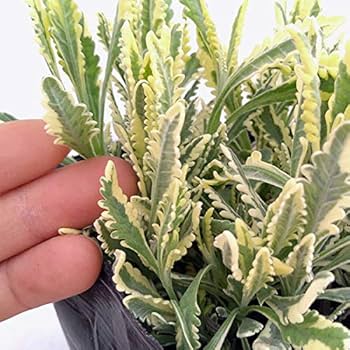 斑入りラベンダー メルロー 9cmロングポット+オマケ 斑入りラベンダー メルロー 2.5号〜3.5号ポット苗 希少 ハーブ