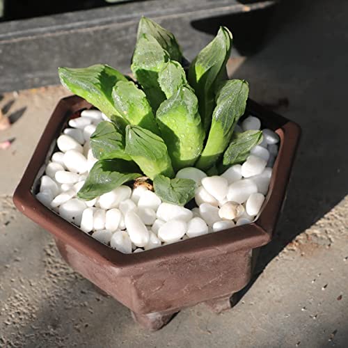 Image of Bonsai White Rocks 6lbs Cactus and Succulent DIY Gravel Small Decorative Polished Little Pebbles Indoor Houseplants Pot Mini Stones Vase Fillers for Terrariums, Fairy Garden, Top Dressing, Crafts