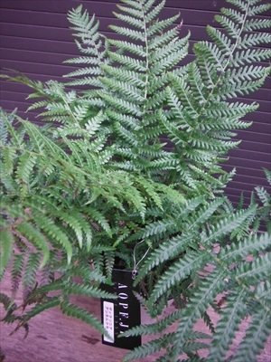 希少❗️ タスマニア産 幹太ディクソニア　アンタルクティカ 発根済み　シダ植物 希少❗️ タスマニア産 幹太ディクソニア アンタルクティカ 発根