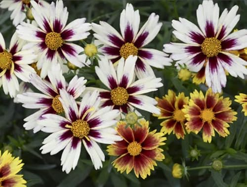 Notswoh-Mixed Coreopsis Seeds (5000 Seedspack) #TOP4
