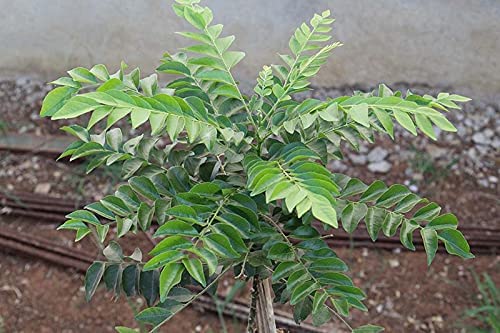 Image of Krishna /Shyama Tulsi Live Plant with Pot | Black Holy Basil Medicinal Ayurvedic Plant | Sacred Pooja Plant for Home Temple Balcony Garden Indoor Outdoor | (KADI PATTA)