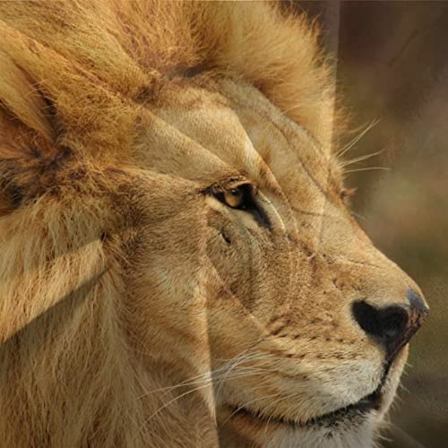 Housse de couette lion 3D à fermeture éclair invisible en taille 220x240cm