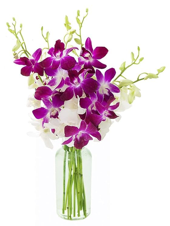 KaBloom Flowers - 10 Purple and 10 White Orchid with vase - Gift for Birthday, Sympathy, Anniversary, Get Well, Thank You, Valentine, Mothers Day Fresh Flowers