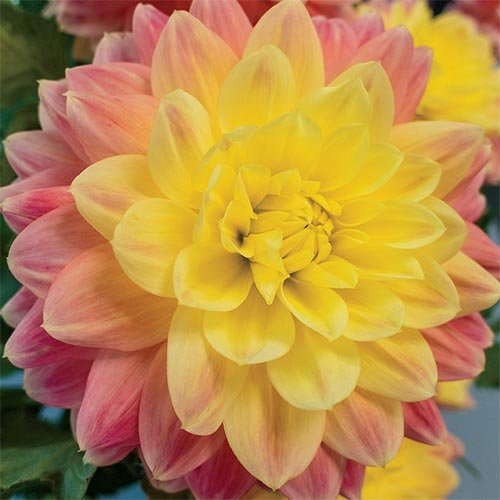Amazon.com : (5) October Sky Large Flowering Decorative