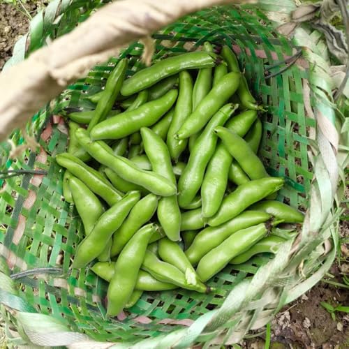 Semi di fava,da balcone,decorazione da giardino esterno semi di ortaggi invernali 40pcs