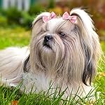 40 pieces dog bows cute puppy dog bowknot hair bows handmade hair accessories bow with rubber bands lace organza puppy bows rhinestone pearls dog hair ties multicolor dog hair grooming accessories 13 51odhyikkhl. Sl500. Ss150