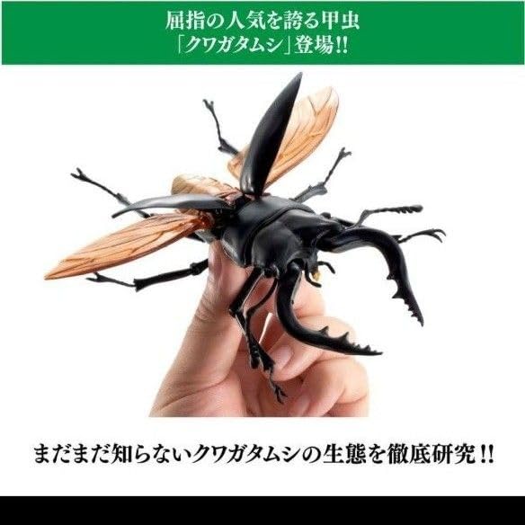 いきもの大図鑑 くわがた01 全4種 ノコギリクワガタ 黒 赤茶色