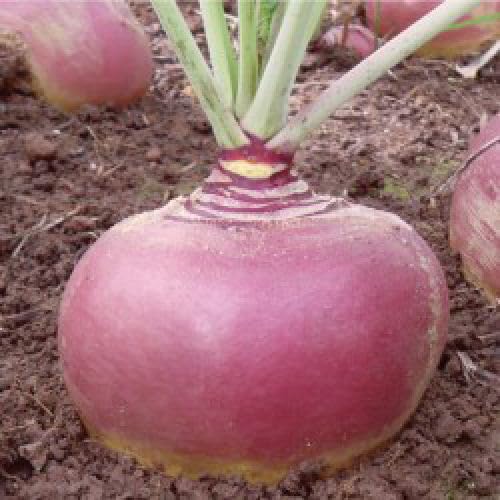 Viridis Hortus - Swede Tweed F1-150 Vegetable Seeds - Globe Shaped Very Uniform