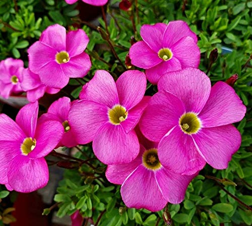 Imported Oxalis Lily Pink Flower bulbs Rare Variety for your home and garden (2)-image-44