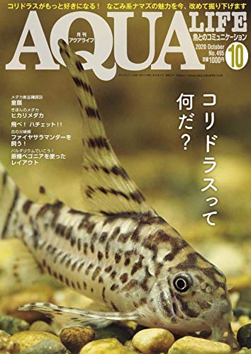 スマホ 無料電子書籍 月刊アクアライフ 2020年 10 月号 コリドラスってなんだ? バイ