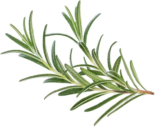 Miniatura 5 de Rosemary 50 Seeds (Rosmarinus officinalis) Heirloom - Polinizado abierto