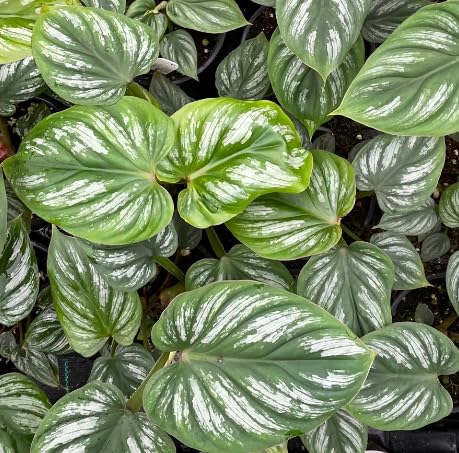 Philodendron Silver Cloud, Philodendron Plowmanii Live Rare Indoor Plants (All Plants are Fully Rooted Plants!) in 4 inch Pot by 3exoticgreen