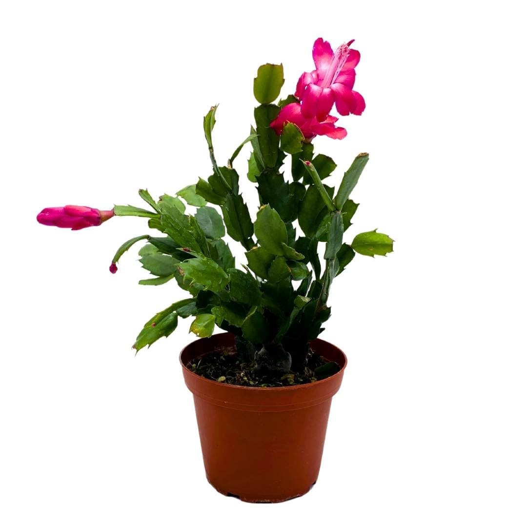 BubbleBlooms Christmas Cactus 4 Inch
