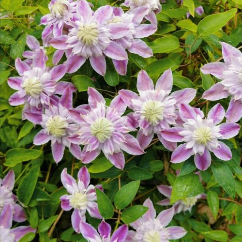 Clematis Josephine – Double Pink Pom-Pom Flowers, Striking Climbing Plant for Walls, Fences, or Containers, Summer Blooms, Easy to Grow, Hardy Garden Climber - 7cm Pot x1 by Thompson and Morgan