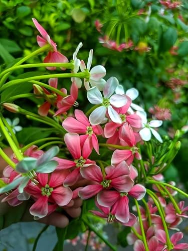 Image of Live Madhu-malti creeper plant, Outdoor Live Hybrid climbing Flowering Plant, Combretum indicum (मधुमालती) Flower Plant with black premium pot
