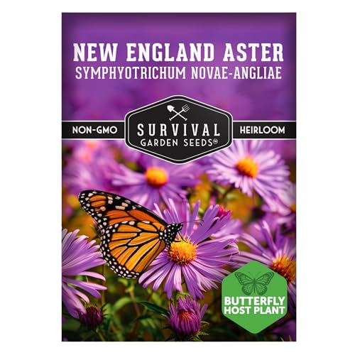 Survival Garden Seeds - New England Aster Seeds for Planting | Native Purple Perennial Wildflower | Butterfly Magnet | 1 Pack