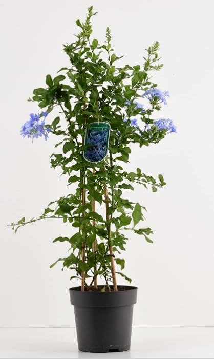 Piombaggine - Plumbago auriculata PIANTA VERA ALTA Terre di Romagna MADE IN ITALY COLORE AZZURRO DELIZIOSO