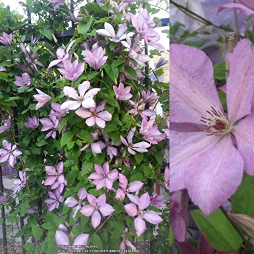 Clematis 'Margaret Hunt' x3 Plants - Huge Flowering Clematis Climbing Plants in 9cm Pots - Flowers 6inches