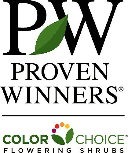 Double Take® Orange - Ppaf - Flowering Quince - 4" Pot - Proven Winners #TOP1