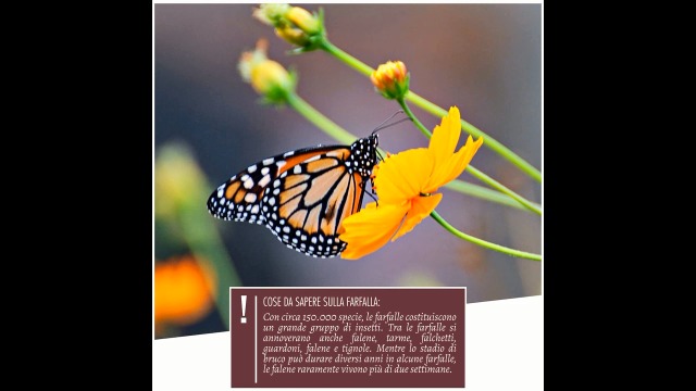 Casetta Per Farfalle Apollo - In Legno Non Trattato FSC, Per Giardino E Balcone - Foto 3