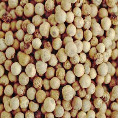 Indus Organics Malabar White Peppercorns, 8 Oz Jar, Premium Grade, High Purity, Freshly Packed #TOP1