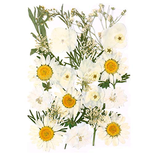 Aunifun Real Dried Pressed Flowers Assorted Colorful Daisies for Art Craft DIY Silicone Coaster Resin Molds