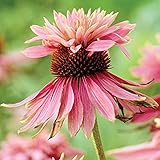  6 x Rudbeckia pourpre \'Doubledecker\' - Echinacea Purpurea - Godet 9x9 cm, Fleurs Doubles Uniques, Attractif pour la Faune