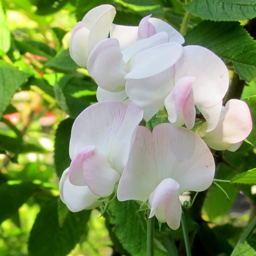 6x Pisello perenne 'Pink Pearl' – Lathyrus latifolius 'Pink Pearl' – Vaso 9x9 cm – pianta rampicante fioritura rosa giardino