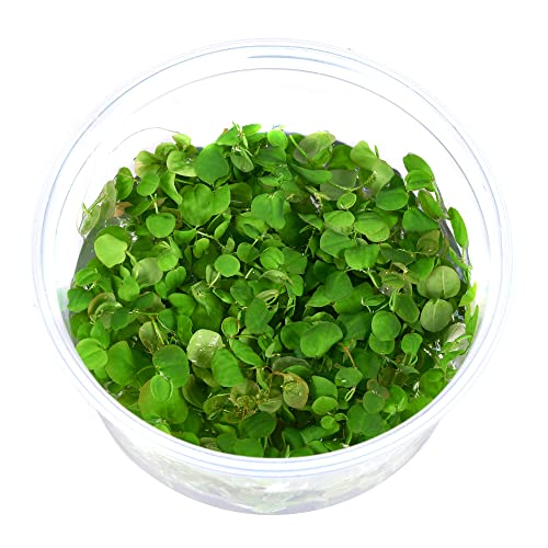 Phyllanthus fluitans - Schwimm-Wolfsmilch in vitro XL - 8,5cm Bechergröße - Schwimmpflanzen/Wasserpflanzen für Aquarien