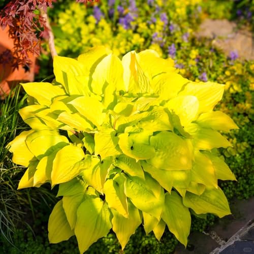 semi resistenti di hosta - perenni decorazione giardino 800pcs