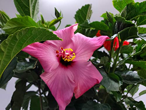 Braided Hibiscus Tree - Mixed (3 to 4 Flower Colors) - Overall Height 36" to 42" - Tropical Plants of Florida (Plant Only)