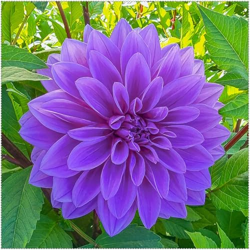 Dalias tubérculos Resistentes - Dalias Rizoma, Perfectas para Jardines y Macetas-2Tubérculos-B