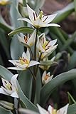 Wildtulpen Turkestanica Botanische Tulpen Tulpenzwiebeln (25 Blumenzwiebeln)