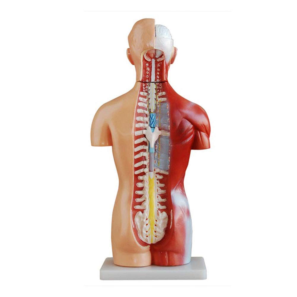 Amazon.co.jp: 人間の胴体の解剖学的モデル-45cmの無性人間の胴体の