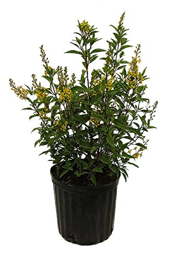 Golden Thryallis