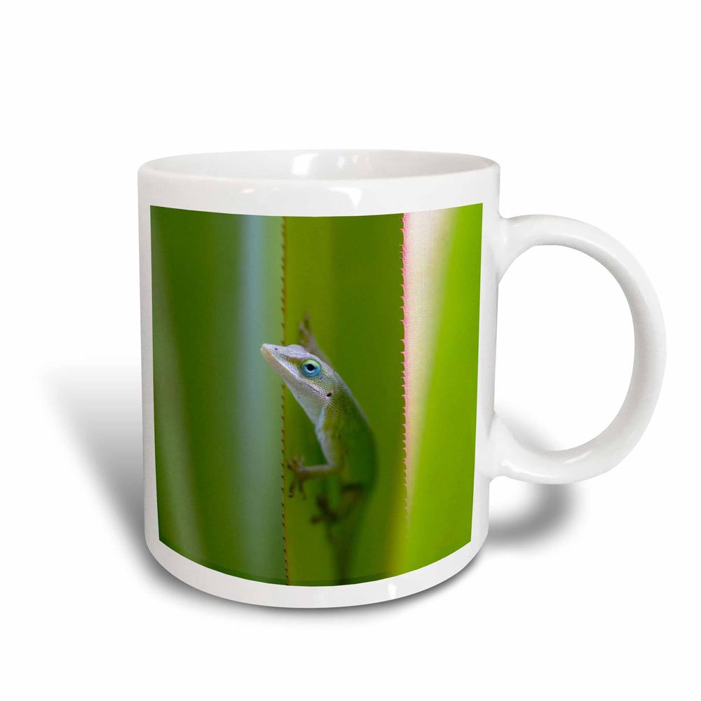 GIVEMEFIVER Green Anole, Arboreal Lizard, Kauai, Hawaii, USA - Us12 Dfr0147 - David R Frazier - Magic Transforming Mug, Ceramic, Black/White, 10.16 x 7.62 x 9.52 cm 4506