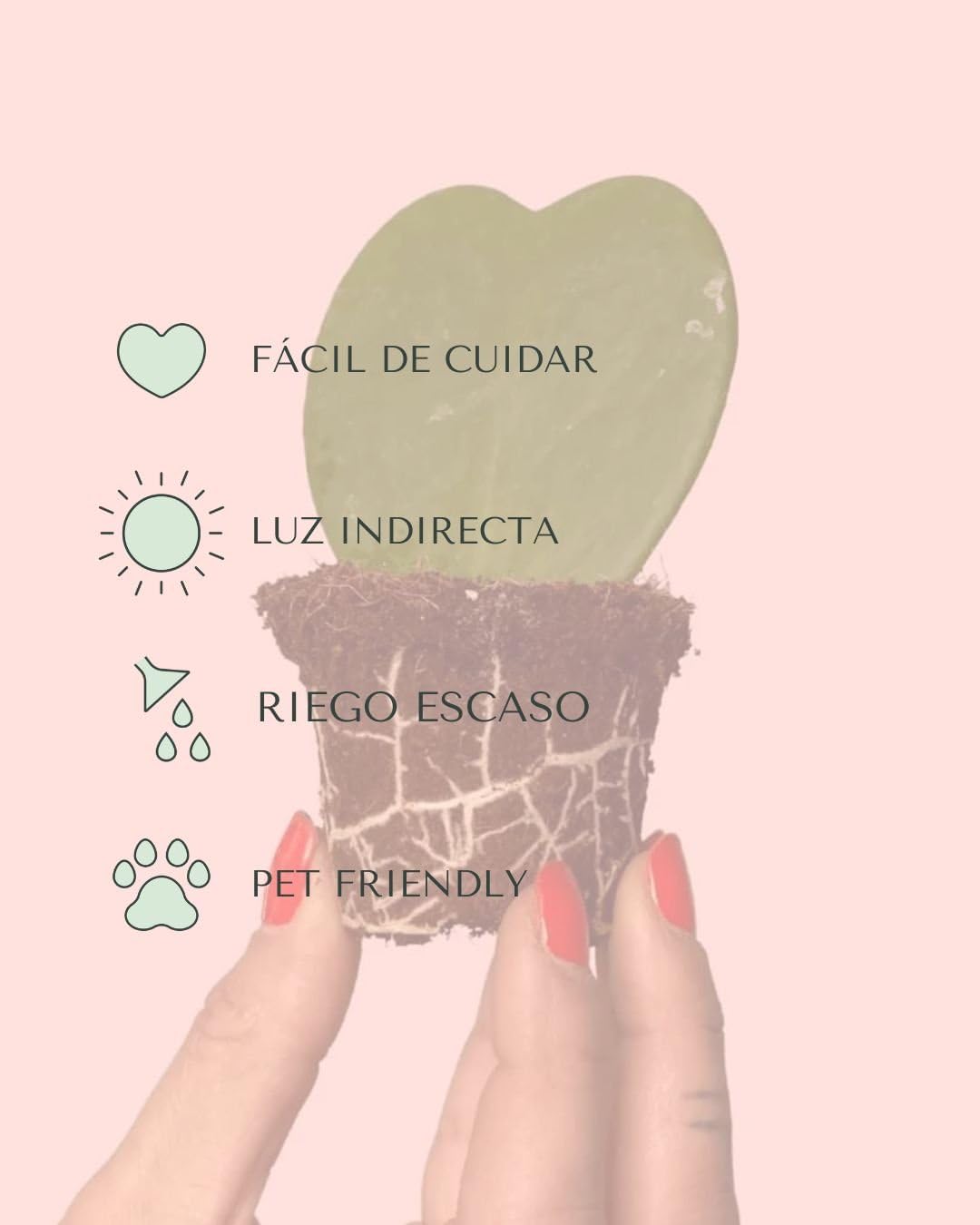 PUR PLANT Hoya Kerrii Mini | Planta Corazón Natural Pet Friendly | Planta de Interior Decorativa | Maceta de Ø6 cm