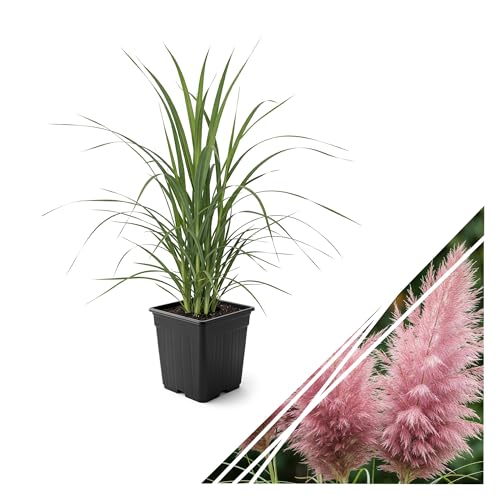 Live Ornamental Pampas Grass (Cortaderia selloana) - Pink - Perennial Accent Plant - 10 Tall by 5 Wide in 1.5 Qt Pot