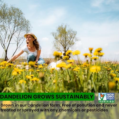 Image of USDA Organic Dandelion Root Tea Bags, Roasted Coffee Substitute & Liver Kidney Cleanse Tea, Digestion & Bloating Relief Support, 100% Pure Dandelion Root, Non-GMO, Caffeine Free, 50 teabags Eco-Conscious Corn Fiber